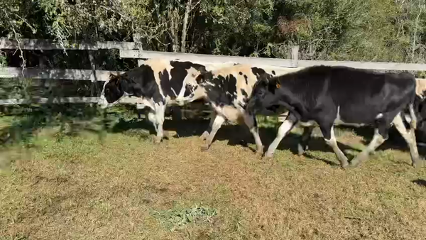 Lote NOVILLOS 1 a 2 AÑOS