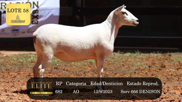 Lote LOTE 58