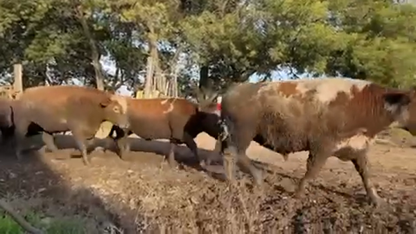 Lote 45 Novillo Gordo en Linares, VII  Región Maule