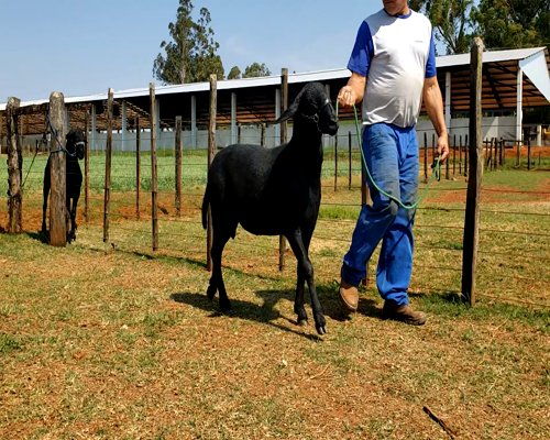 Lote Macho P1 50kg -  en Santa Rita