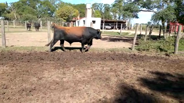 Lote Toros - Establecimiento La Negra
