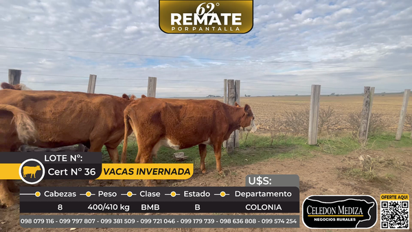 Lote 8 Vacas de Invernada en La Horqueta, ruta 21, Colonia