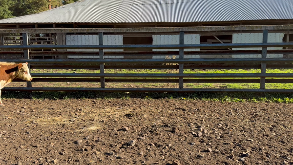 Lote 15 Novillo Engorda en Curacautín, IX Región Araucanía