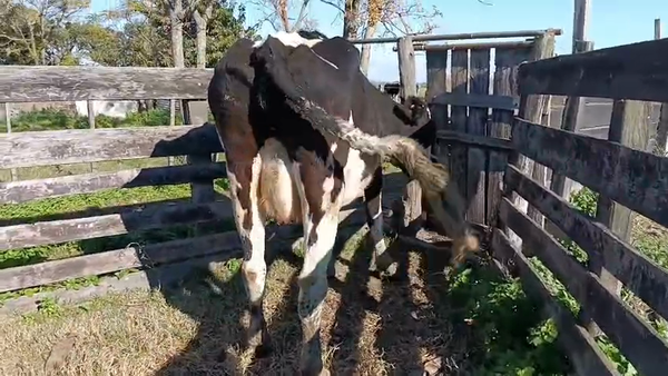 Lote Vaca, San José