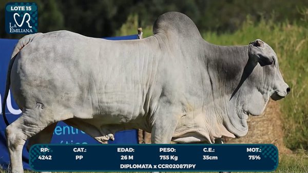 Lote LOTE 15