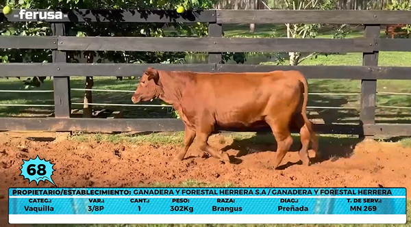 Lote LOTE 68- EN VIVO