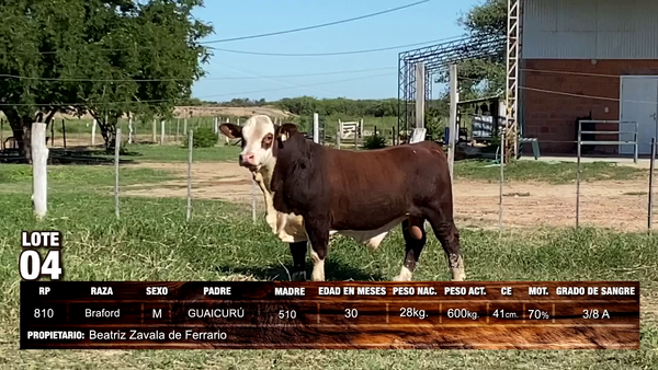 Lote Braford