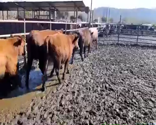 Lote 10 Vaquilla Gorda en Melipilla, Región Metropolitana