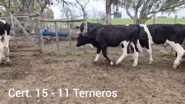 Lote TERNEROS HOLANDO