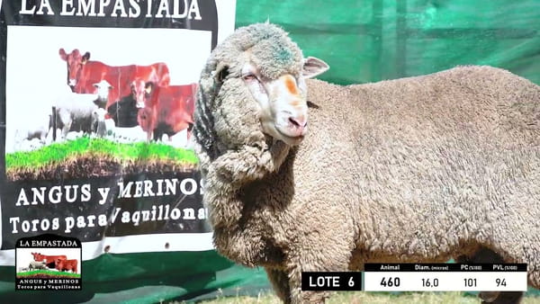 Lote 5 Carneros Merino Dohne, Durazno