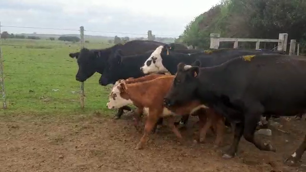 Lote 12 piezas de cria Angus