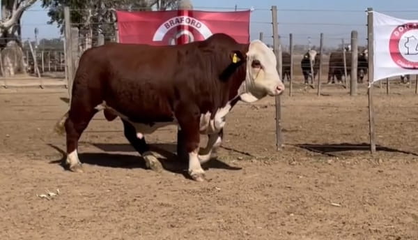 Lote CABAÑA DON AMADO