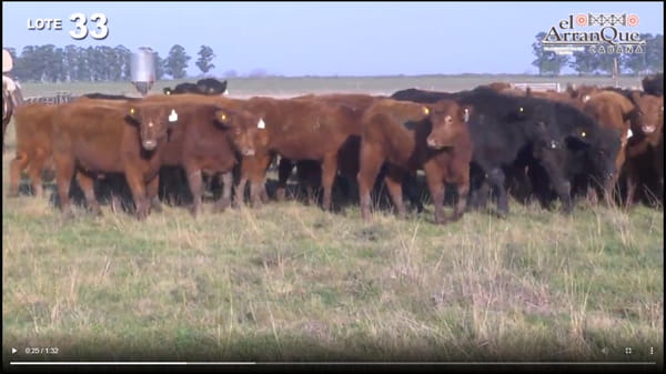 Lote 60 Novillitos Marca Liquida - Santa Anita, Entre Rios