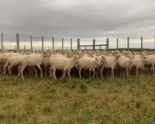 Lote OVEJAS