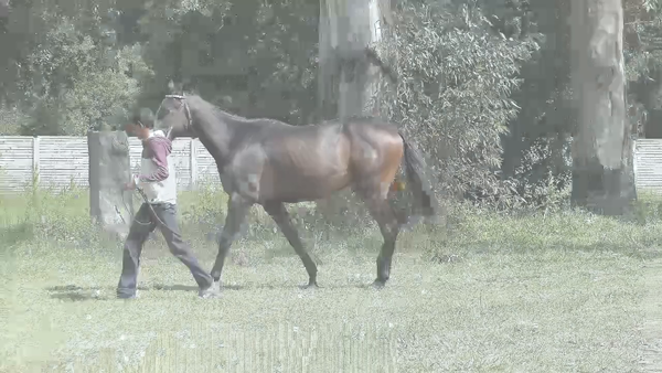 Lote BELLO SANDI (SANDINO RULER - CATCH BELLEZZA)