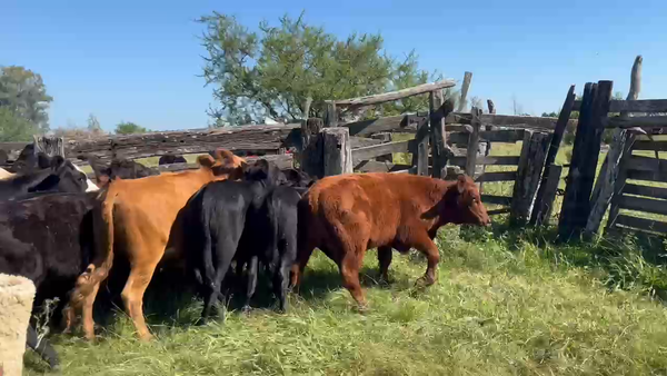 Lote 25 Terneros/as en Corrientes, Mocoretá