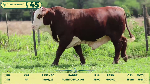 Lote LOTE 45