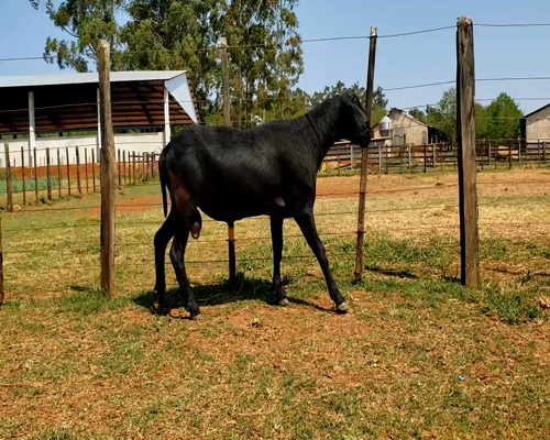 Lote Macho P2 93kg -  en Santa Rita