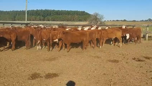 Lote 72 Terneros
