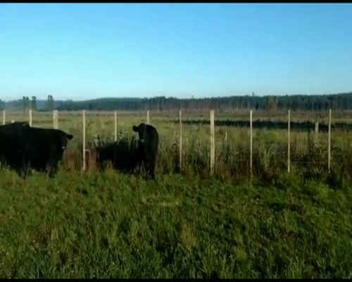Lote 60 Terneros/as en Concordia, Entre Ríos