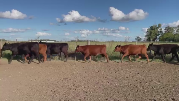 Lote 55 TERNS. MACHOS, SALADILLO, BS. AS.