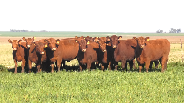 Lote VAQ. ANGUS COLORADO  MAS C/GTÍA DE PREÑEZ PARICION OTOÑO