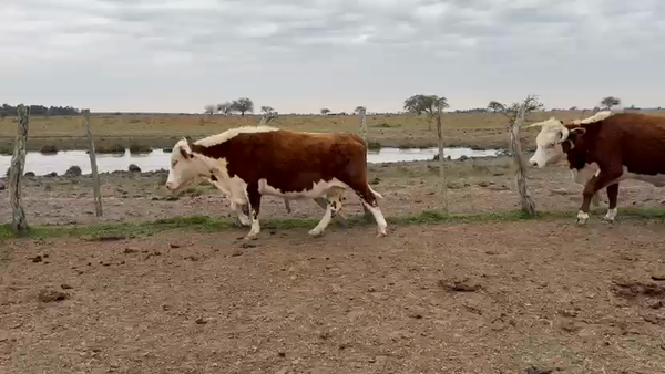 Lote 32 Vacas de invernar
