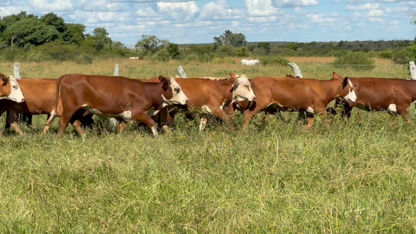 Lote 100 Vaquillonas P/ Servicio  en Corrientes, Mercedes