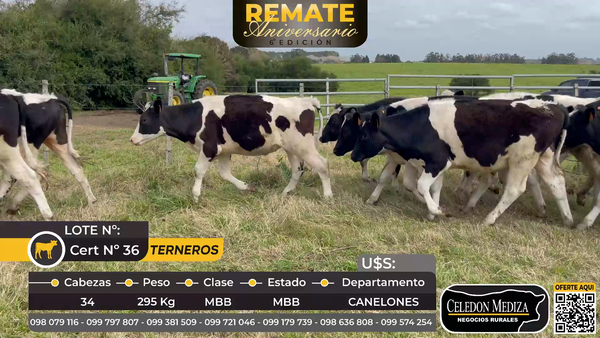 Lote 34 Terneros en Canelones
