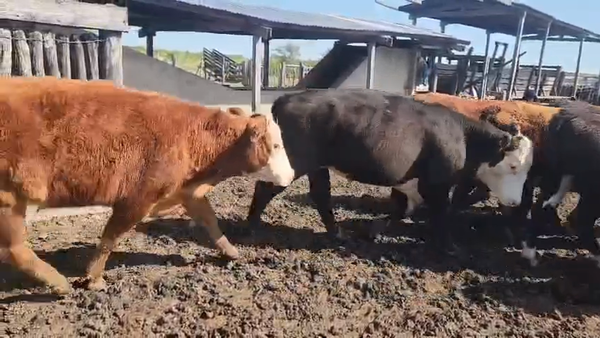 Lote 35 Novillos en Sauce, Corrientes