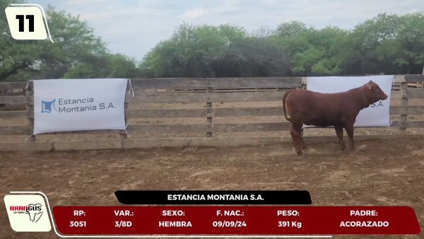 Lote LOTE 11 - JUNIOR
