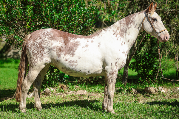 Lote CATANDUVA CORONADO