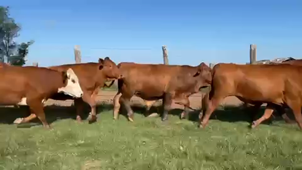 Lote 64 Novillos en Santo Tomé, Corrientes