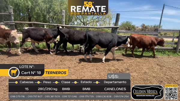 Lote 15 Terneros en Paso del Bote, Canelones
