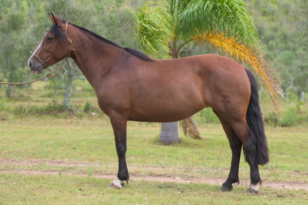 Lote Camelia del Mavial