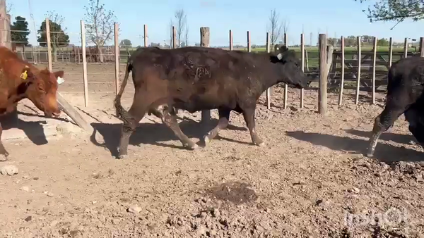 Lote 32 Vacas usadas paridas