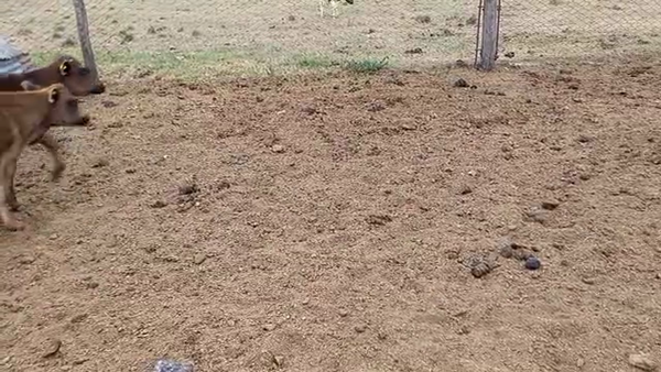 Lote 6 Terneros Jersey en Pueblo Marini, Santa Fe