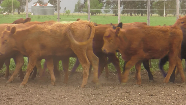 Lote 70 Terneras en Pasteur, Buenos Aires