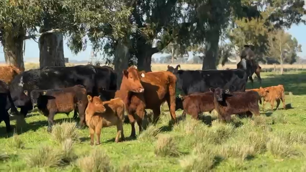 Lote 42 Vacas nuevas C/ cria