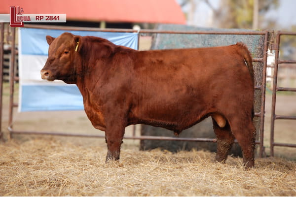 Lote TOROS ANGUS  PP