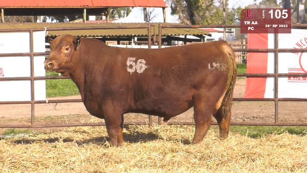 56(*) 3052 — TOROS ANGUS COLORADOS  PC