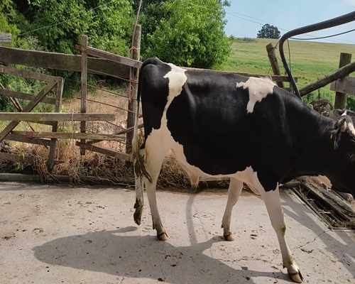 Lote (Vendido)Toros HO 420kg - , Colonia