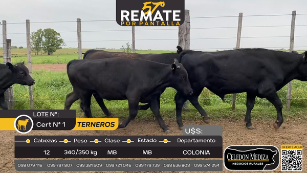 Lote 12 Terneros en Campana, Colonia
