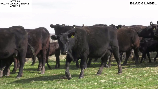 Lote VACAS CON CRIA BLACK LABEL