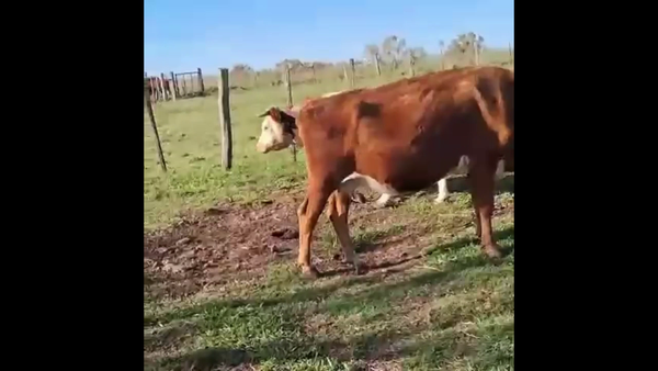 Lote VIENTRES ENTORADOS