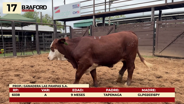 Lote LOTE 17