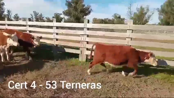 Lote TERNERAS