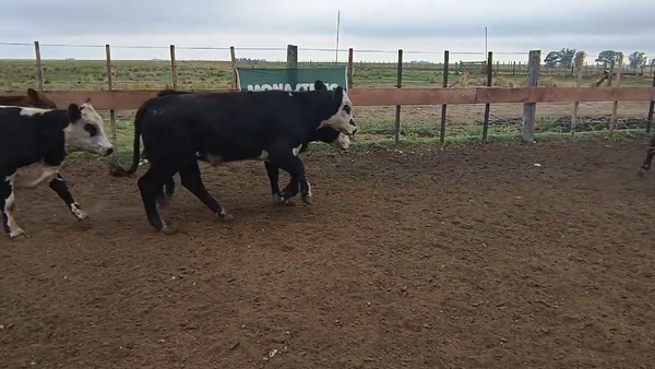 Lote 115 Terneros/as en Espartillar