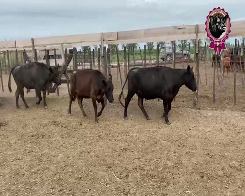 Lote 19 Vacas y 23 Vaquillonas Vacias