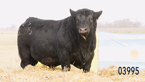 Lote Toro